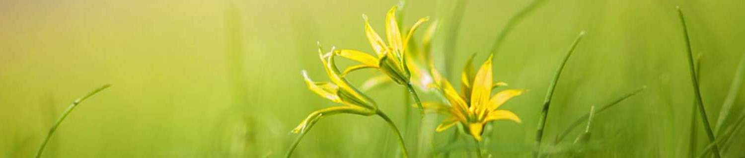 header light green lillies