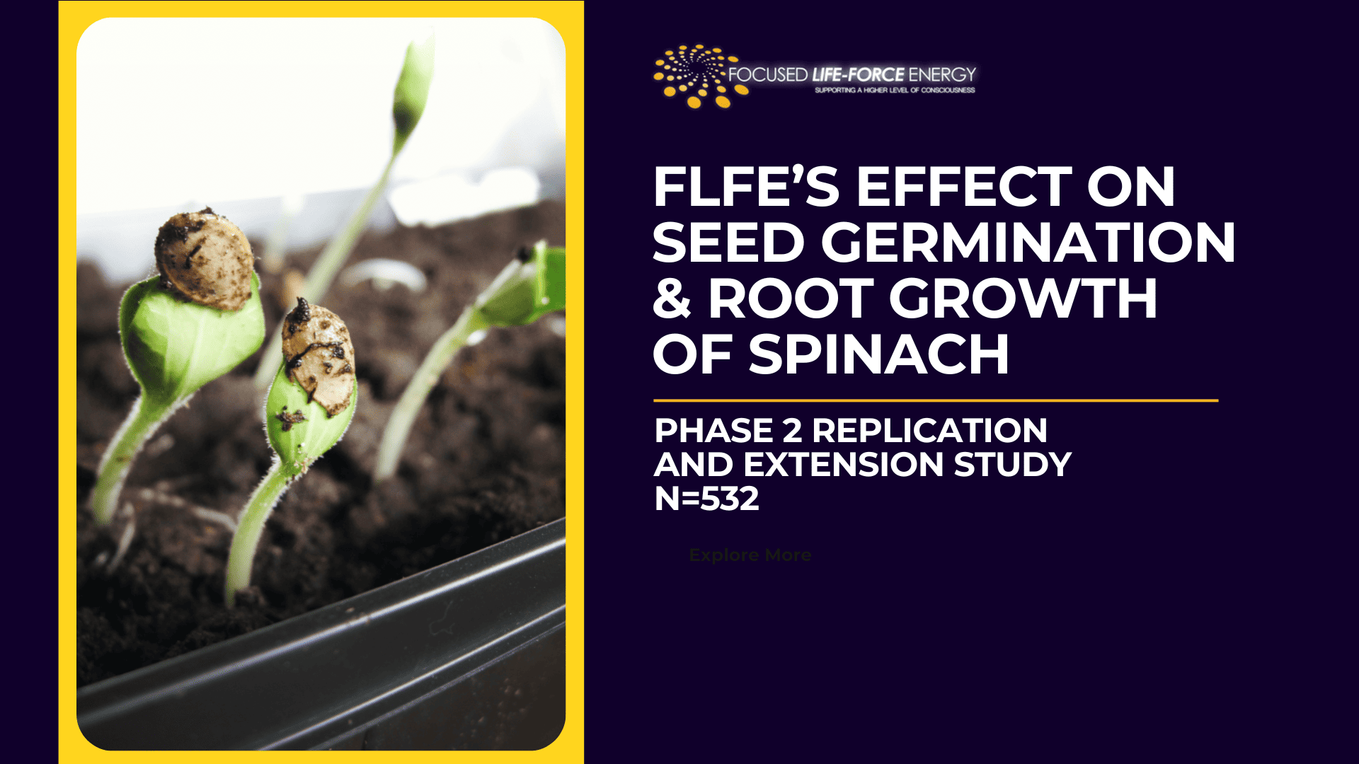 SEED SPINACH