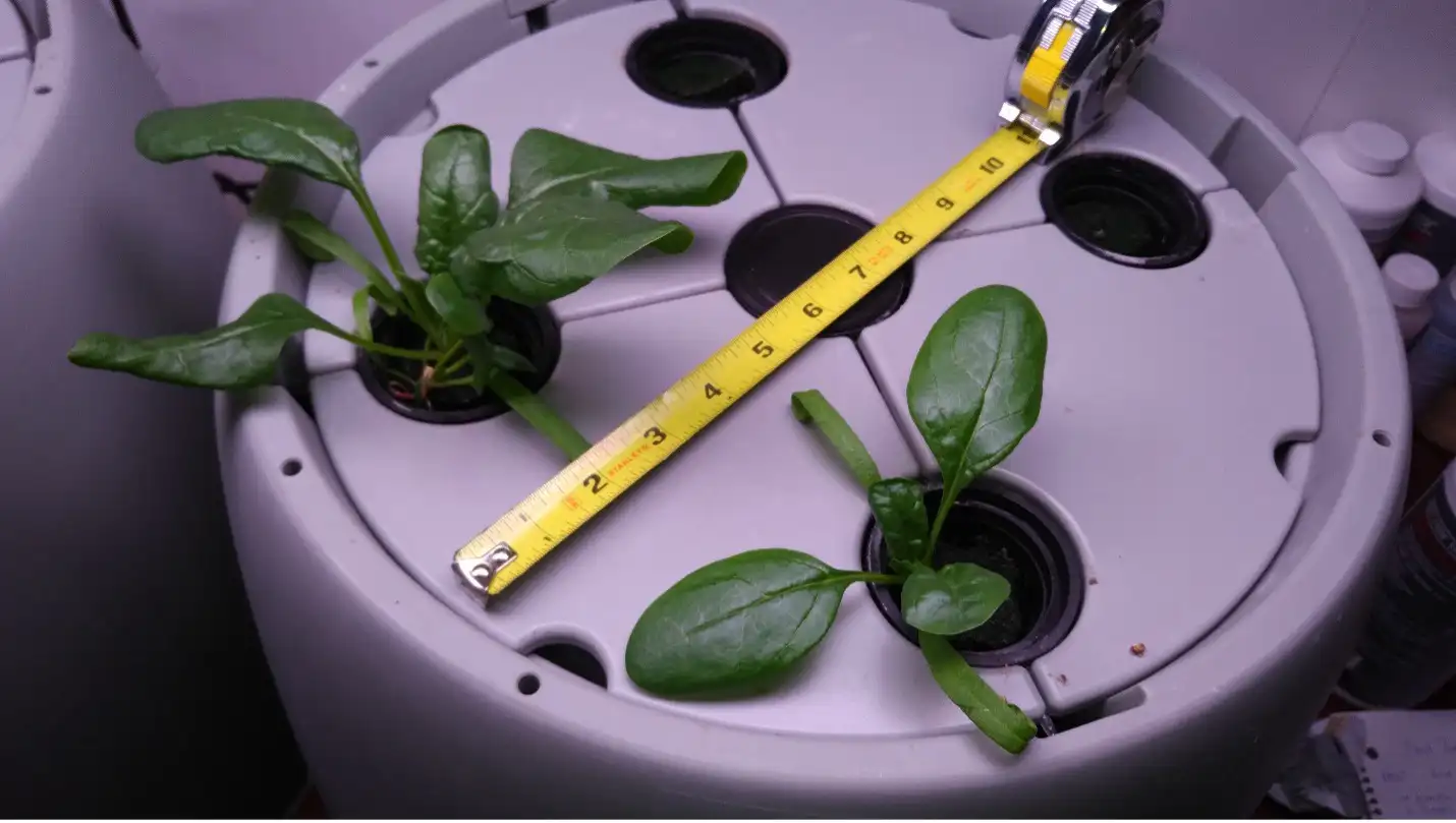 FLFE Spinach Study before