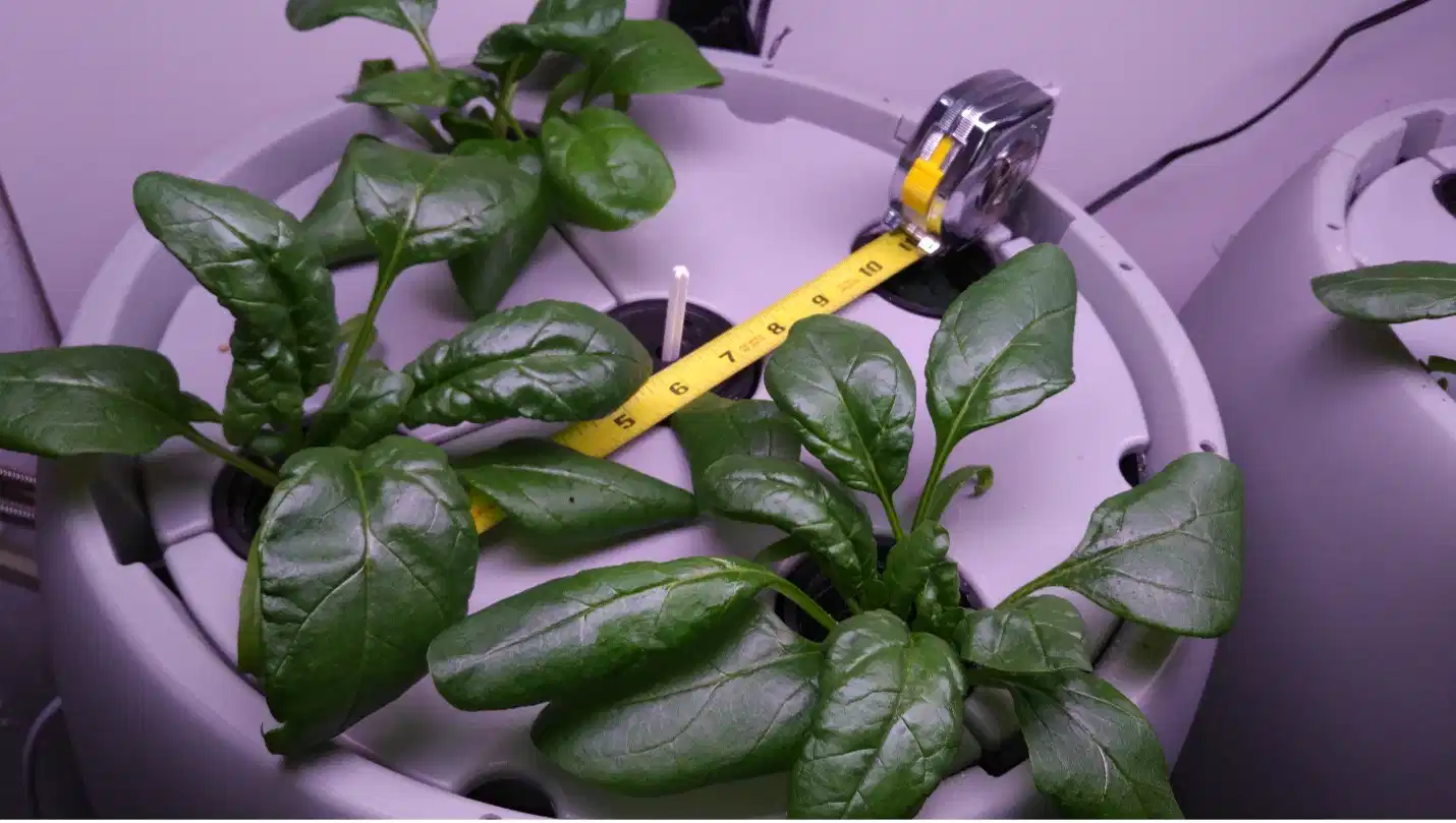 FLFE Spinach study after